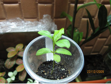 �������� �� �������, ������ ��� � �������� ��������