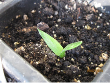 ���� ������, ������ �� ����� ���� � ���� ��� �������