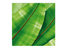 �������� ABACCA ������� 16��