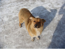 ����������� ������ ���������� ���������