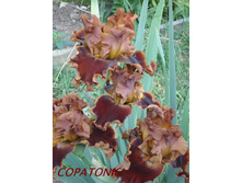Copatonik.jpg