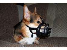 ����������� 2462.jpg