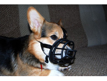 ����������� 2460.jpg