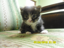SAM_0548.JPG
