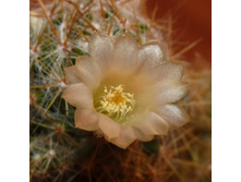 ������ ����������� ���������