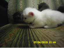 SAM_0588.JPG