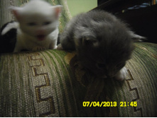 SAM_0593.JPG