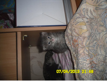 SAM_0596.JPG