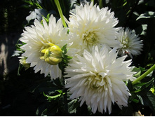 �������� ��� ���, 100 �.