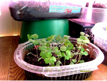 ���- ���������