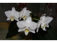 ���������� ���� 15.12.12.