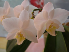 ����� ����