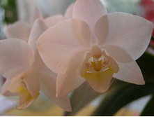 ����� ����