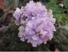 ��������� ��