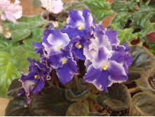 �������-�����