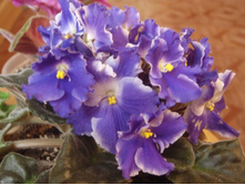 ������� �����