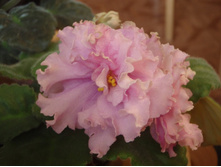 ���� ����������