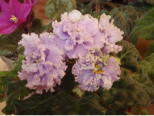 ��������� ��