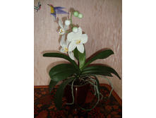 �������� ���������, � ������ ��������