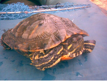 18092011(002) - �����.jpg