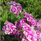Maroscha