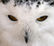 OWLIRR