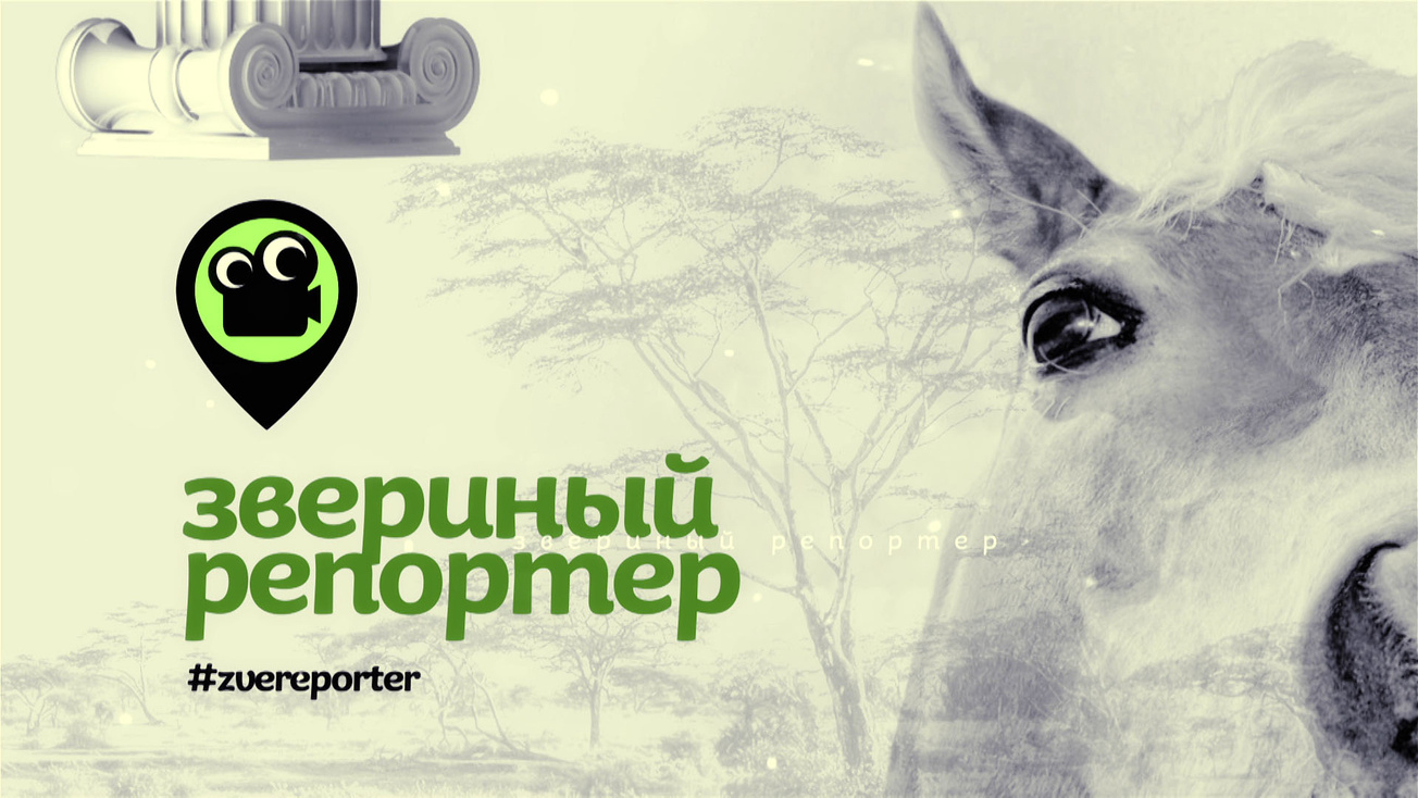 Изображение телепередачи: Звериный репортёр