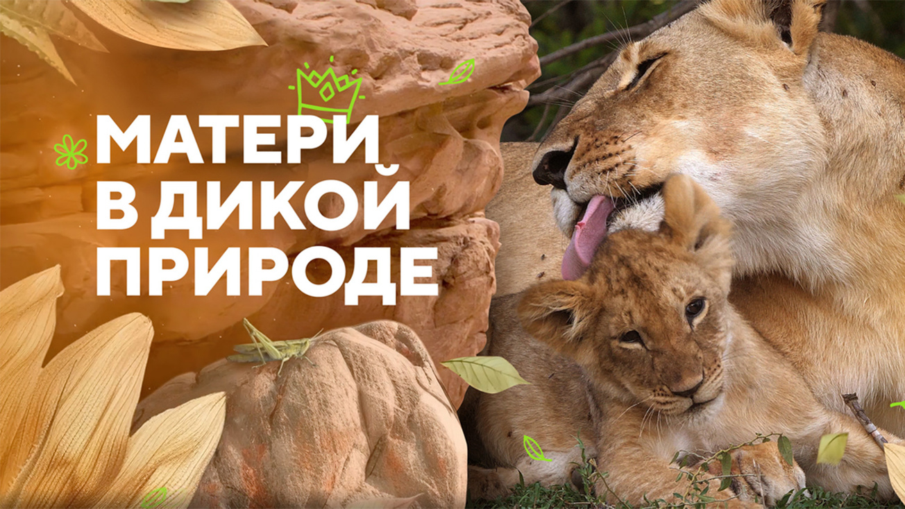 Изображение телепередачи: Матери в дикой природе